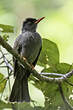 Bulbul des Ghats