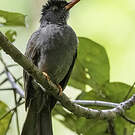 Bulbul des Ghats