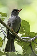 Square-tailed Bulbul