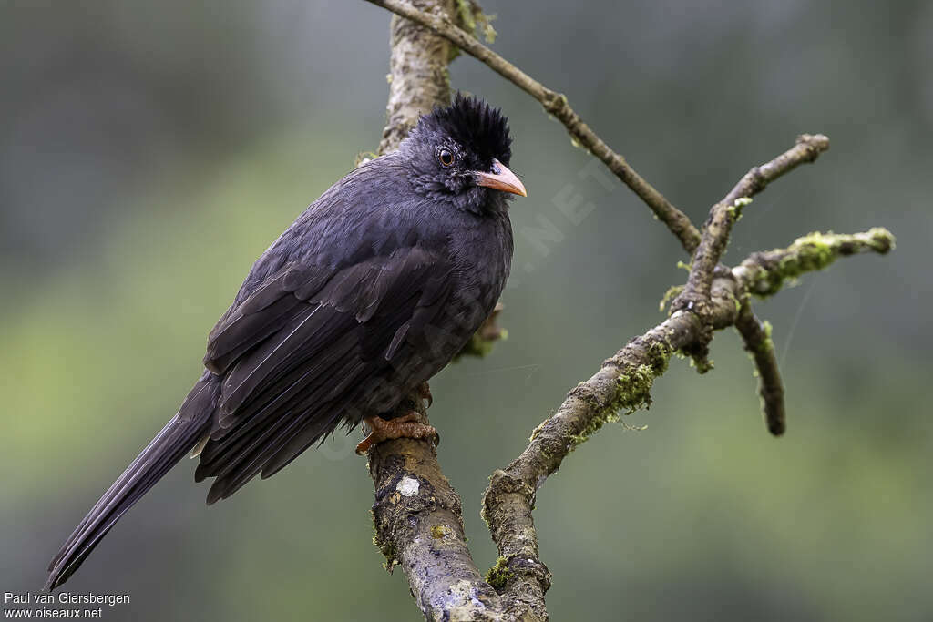 Square-tailed Bulbuladult, identification