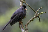 Bulbul des Ghats