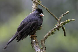 Square-tailed Bulbul