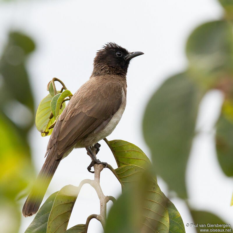 Bulbul des jardinsadulte