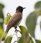 Common Bulbul