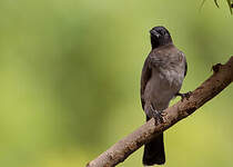 Bulbul des jardins