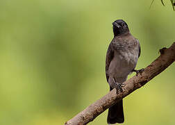 Common Bulbul