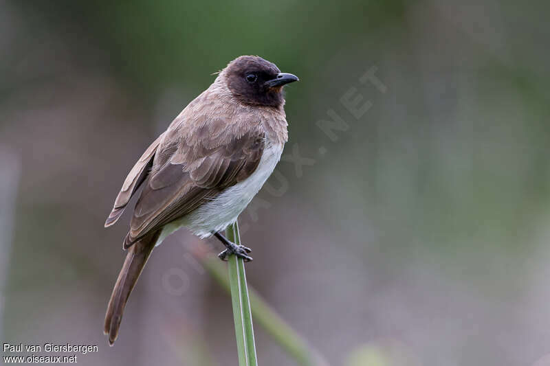 Bulbul des jardinsadulte, identification