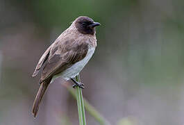 Common Bulbul