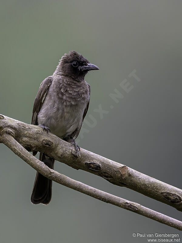 Bulbul des jardinsadulte