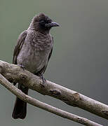 Common Bulbul