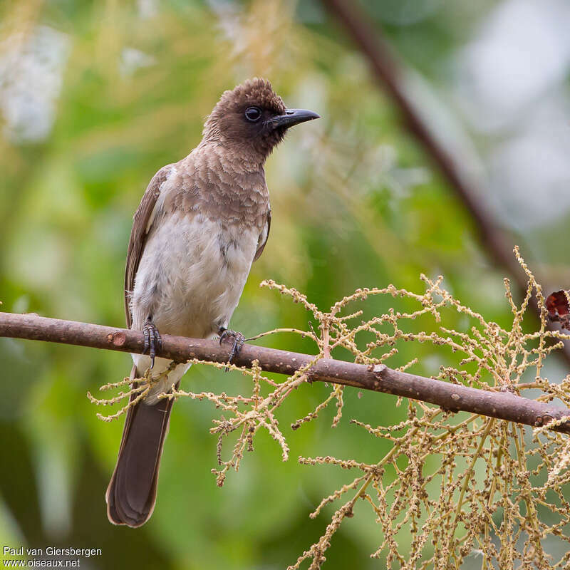 Bulbul des jardins, portrait, pigmentation