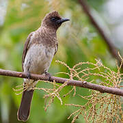 Bulbul des jardins