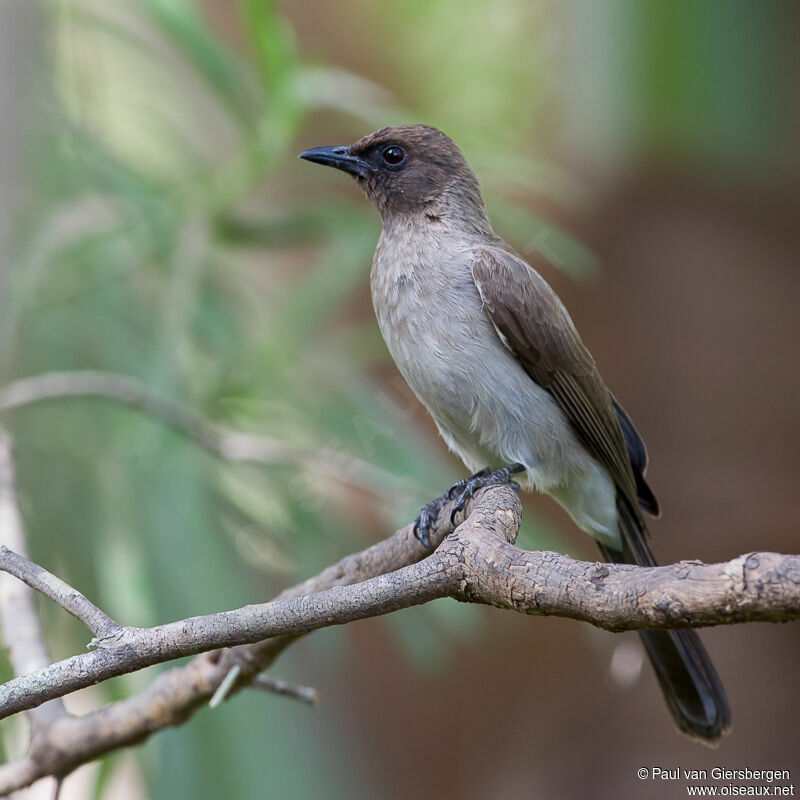 Bulbul des jardins