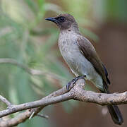 Common Bulbul