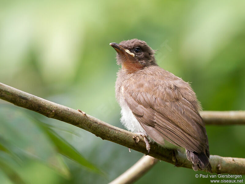 Common Bulbul