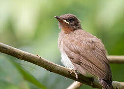 Common Bulbul