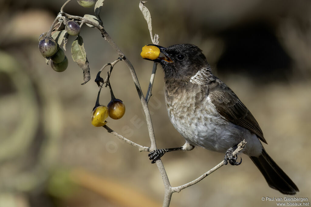 Bulbul des jardins