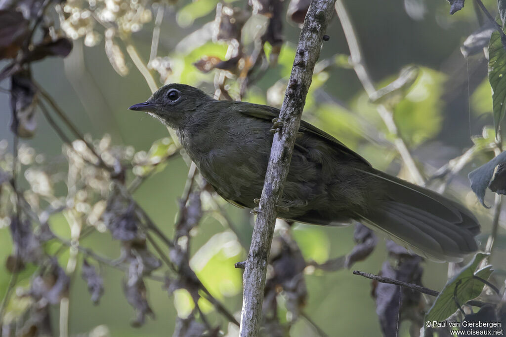 Bulbul des Masukuadulte