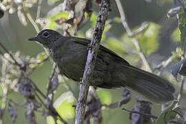 Shelley's Greenbul