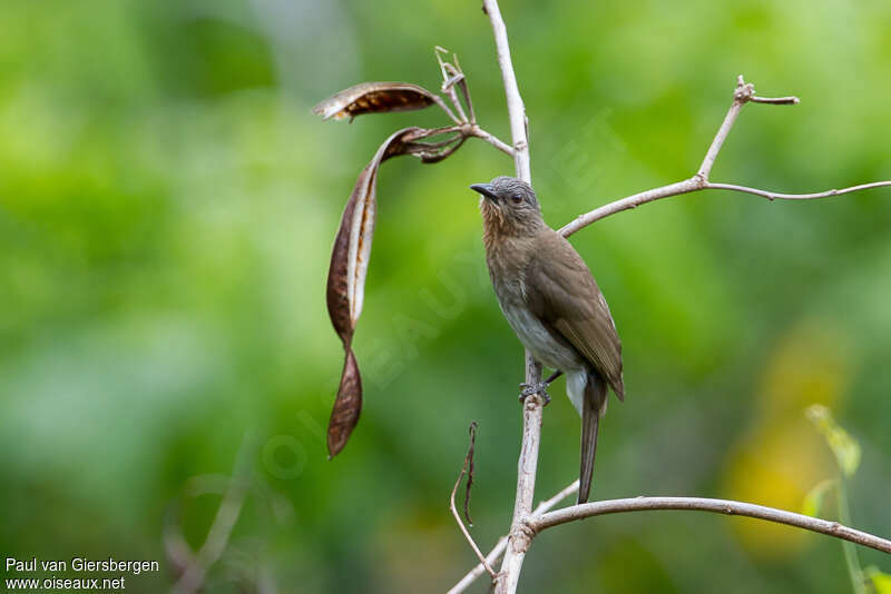 Bulbul des Philippinesadulte, identification