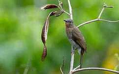 Bulbul des Philippines