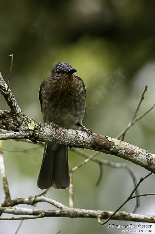 Bulbul des Philippinesadulte