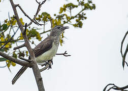 Swamp Palm Bulbul