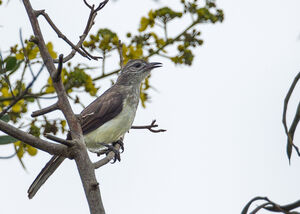 Bulbul des raphias