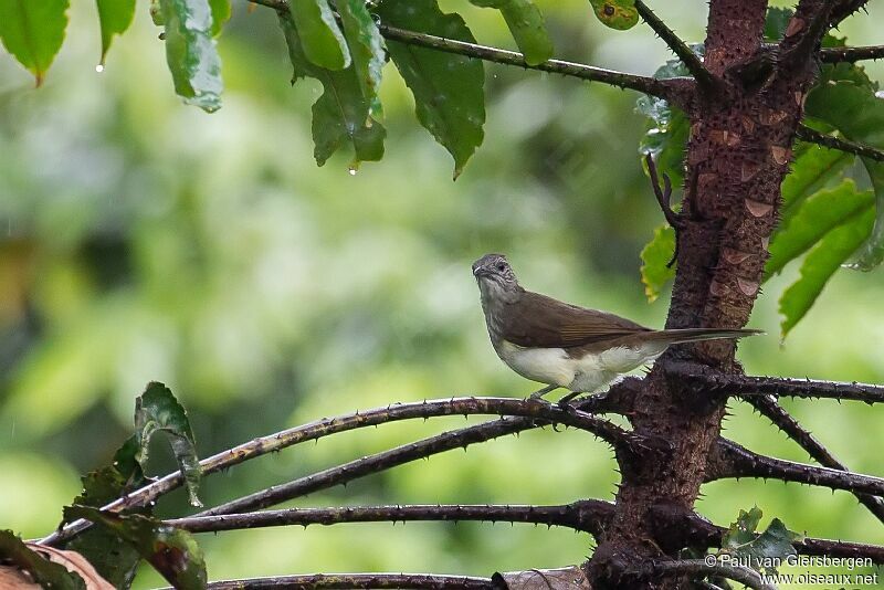 Bulbul des raphias