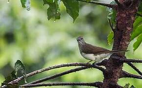 Swamp Palm Bulbul