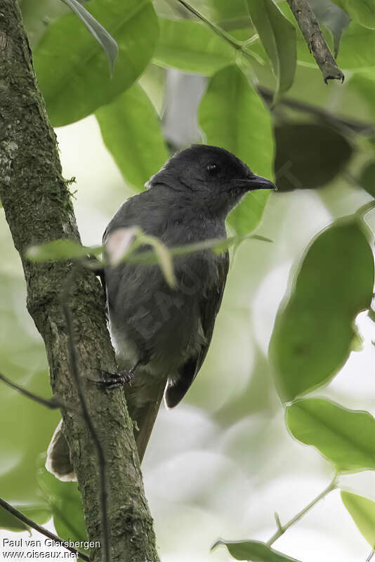 Uluguru Greenbuladult, identification