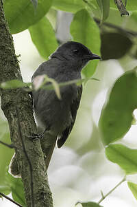 Bulbul des Uluguru