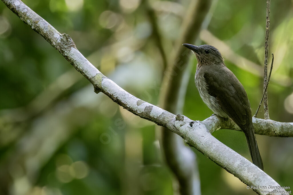 Bulbul des Visayasadulte