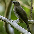 Bulbul des Visayas