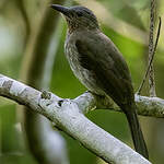 Bulbul des Visayas