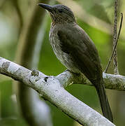 Bulbul des Visayas