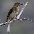 Bulbul des Visayas