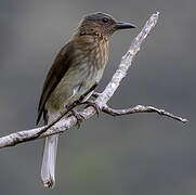 Visayan Bulbul