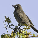 Bulbul du Cap