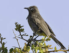 Cape Bulbul