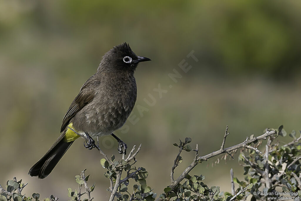 Bulbul du Capadulte