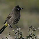 Bulbul du Cap