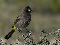 Bulbul du Cap