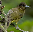 Bulbul du Catarman