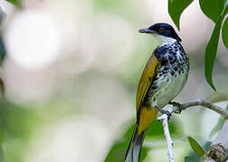 Scaly-breasted Bulbul