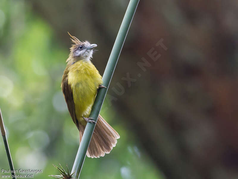 Bulbul flavéoleadulte
