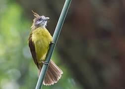 White-throated Bulbul