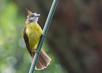 Bulbul flavéole