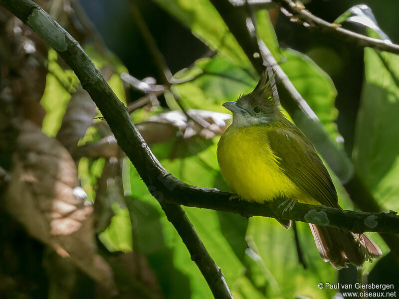 White-throated Bulbul