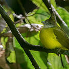 Bulbul flavéole